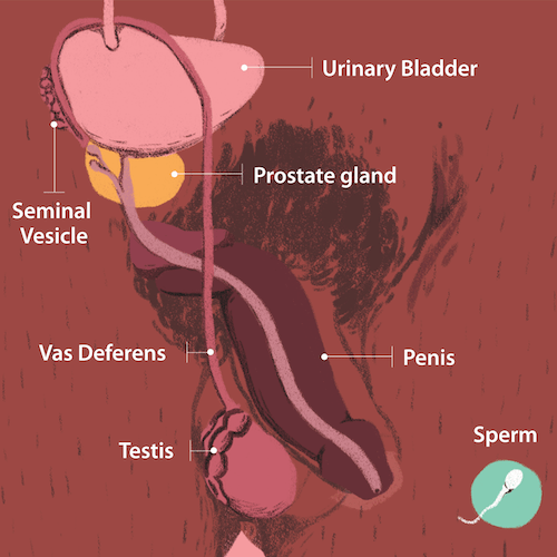 Illustration image depicting the genitals.
