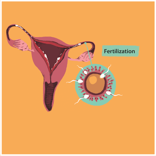 Illustration depicting fertilisation of the egg in the falopian tube.